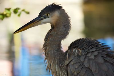 Close-up of bird