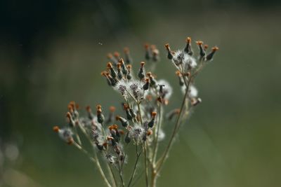 Close-up of flowering plant