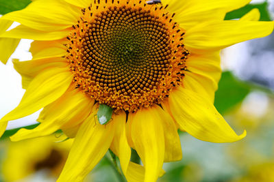 Close-up of sunflower