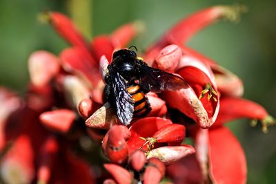 Honeybee collecting pollen from flower