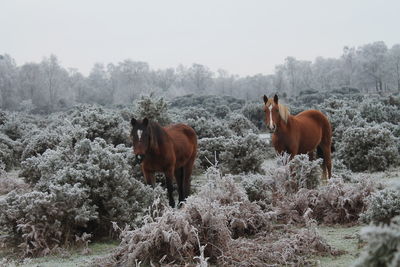 Horses on a field