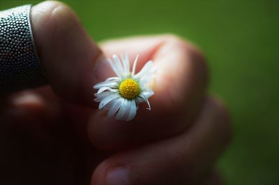 Close-up of hand holding flower