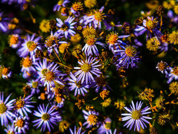 Close-up of purple flowering plants