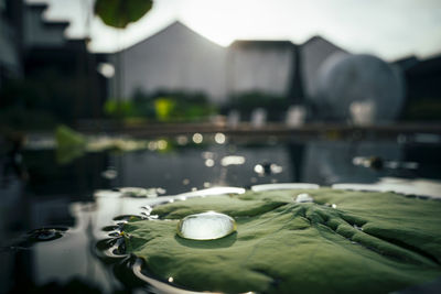 Dewdrops on lotus leaves and houses in the distance