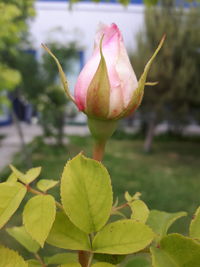 Close-up of pink rose