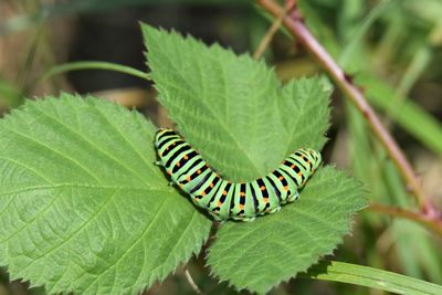 Close-up of insect on leaves