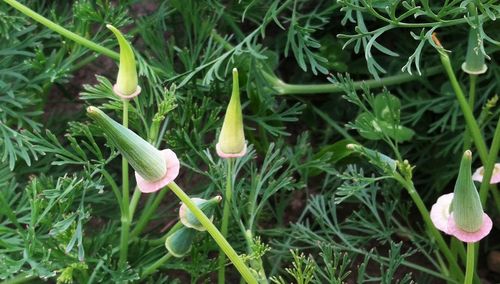 Close-up of plants growing on field