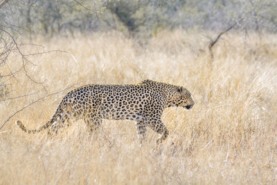 Leopard walking on land