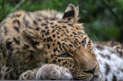 Close-up of a leopard looking away