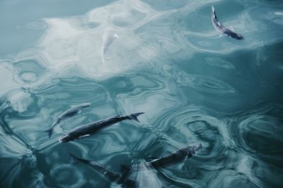 High angle view of fishes swimming in pond