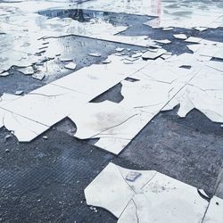Reflection of trees in puddle