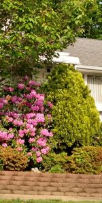 View of flowering plants in front of building