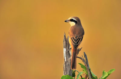 Close-up of bird perching on wooden post