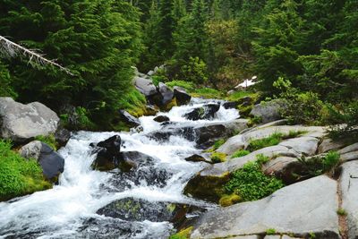 Scenic view of waterfall in forest