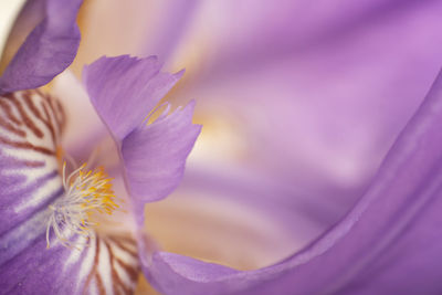 Close-up of purple flower