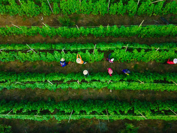 High angle view of flowering plants in water