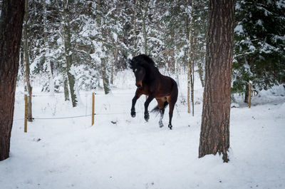 Horse on snow field during winter