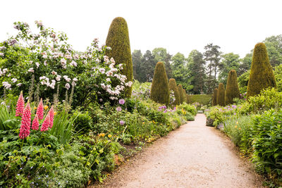 View of flowering plants in garden