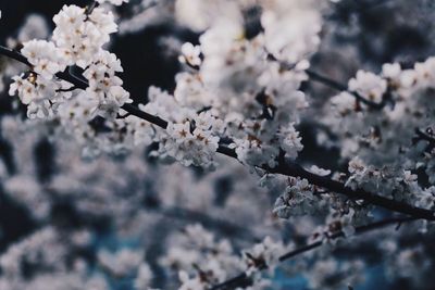 Close-up of apple blossoms in spring