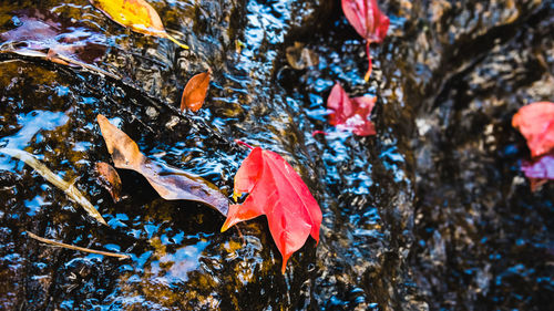 High angle view of maple leaves floating on water