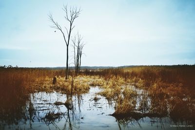 Bare trees on landscape against sky during winter