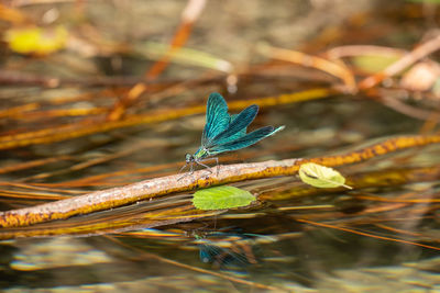 Close-up of insect on plant