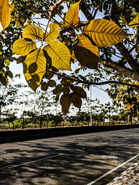 Close-up of yellow leaves on tree against sky