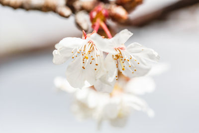 Close-up of white cherry blossoms