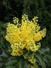 Close-up of yellow flowers