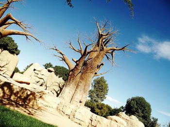 Low angle view of bare trees against sky