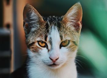 Close-up portrait of cat