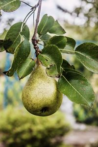 Close-up of fruit growing on tree