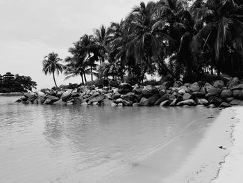 Trees on beach against sky