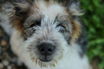 Close-up portrait of dog