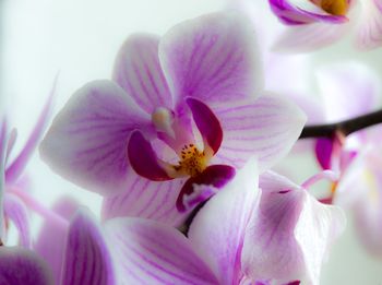 Close-up of pink flowers blooming outdoors