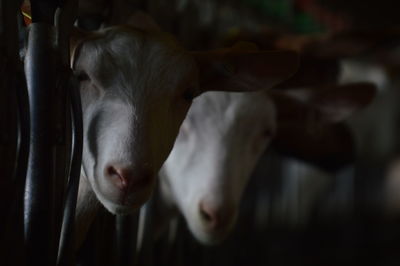 Close-up portrait of cow standing