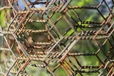 Close-up of leaf against blurred background