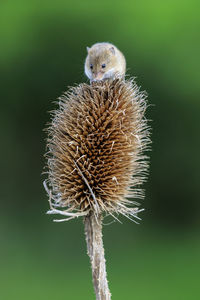 Close-up of dandelion flower