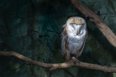 View of bird perching on tree