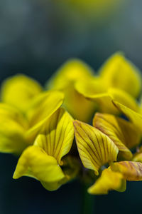 Flower in meadow