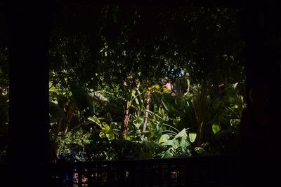 Trees in forest at night