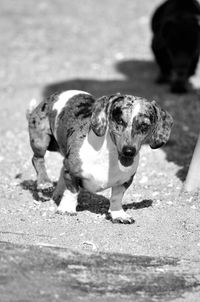 Dog on footpath