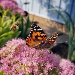 Butterfly pollinating on purple flower