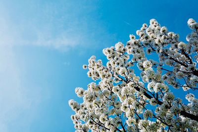 Low angle view of cherry blossoms against blue sky