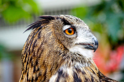 Close-up of a bird looking away