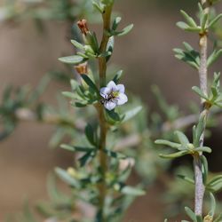 Close-up of flowers blooming outdoors