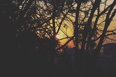 Silhouette trees in forest during sunset