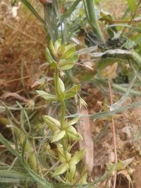 Close-up of plant