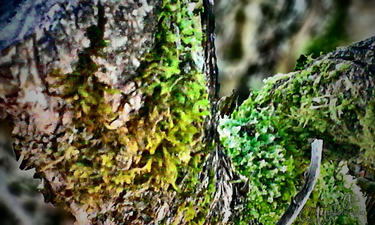 growth, close-up, moss, tree trunk, focus on foreground, nature, forest, tree, textured, rough, tranquility, plant, bark, selective focus, beauty in nature, day, wood - material, outdoors, growing, leaf