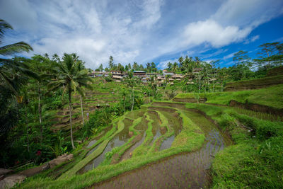 Scenic view of agricultural field against sky